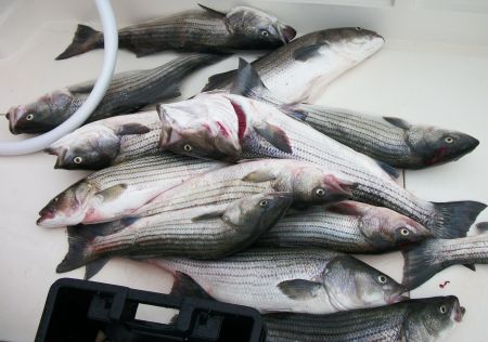Baker's_Dozen_of_Stripers.jpg