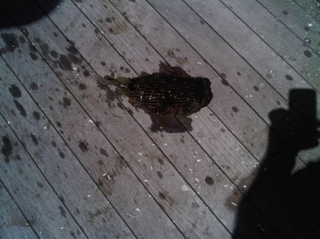 Unk fish.jpg